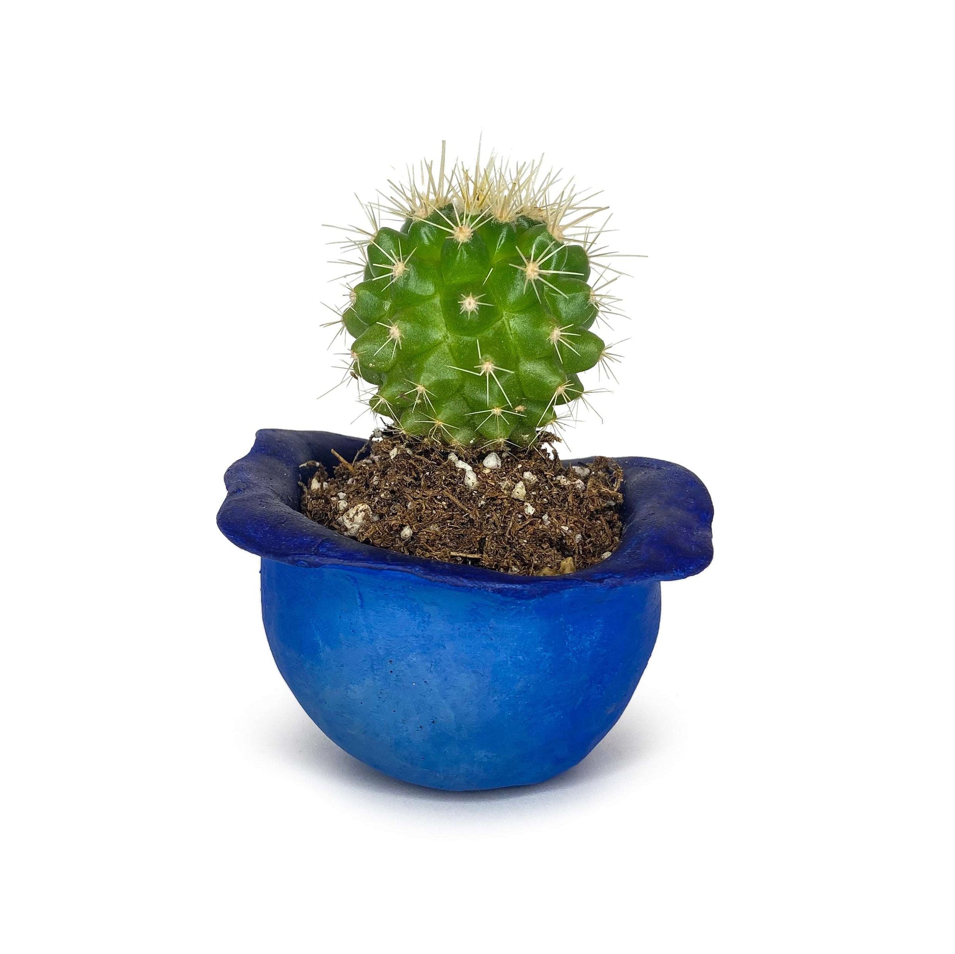 Lil' Blueberry Pot