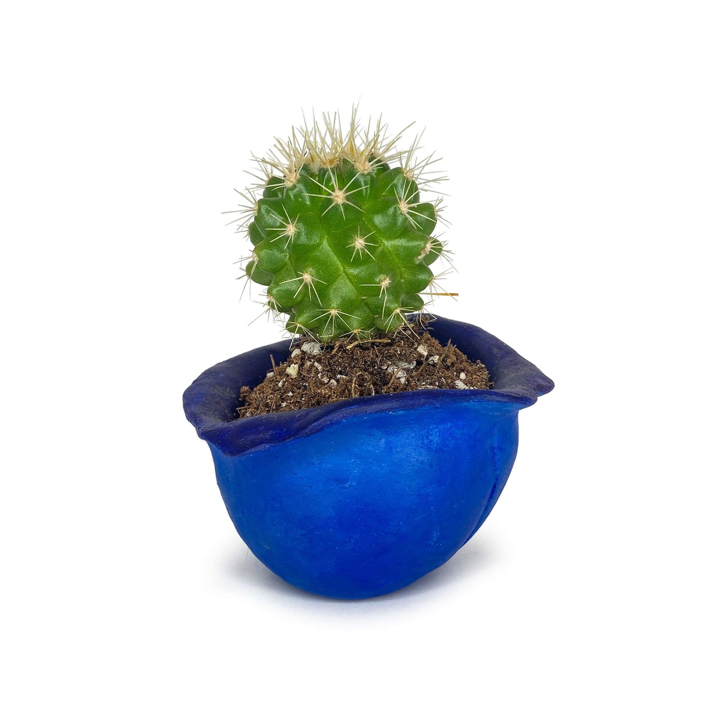 Lil' Blueberry Pot