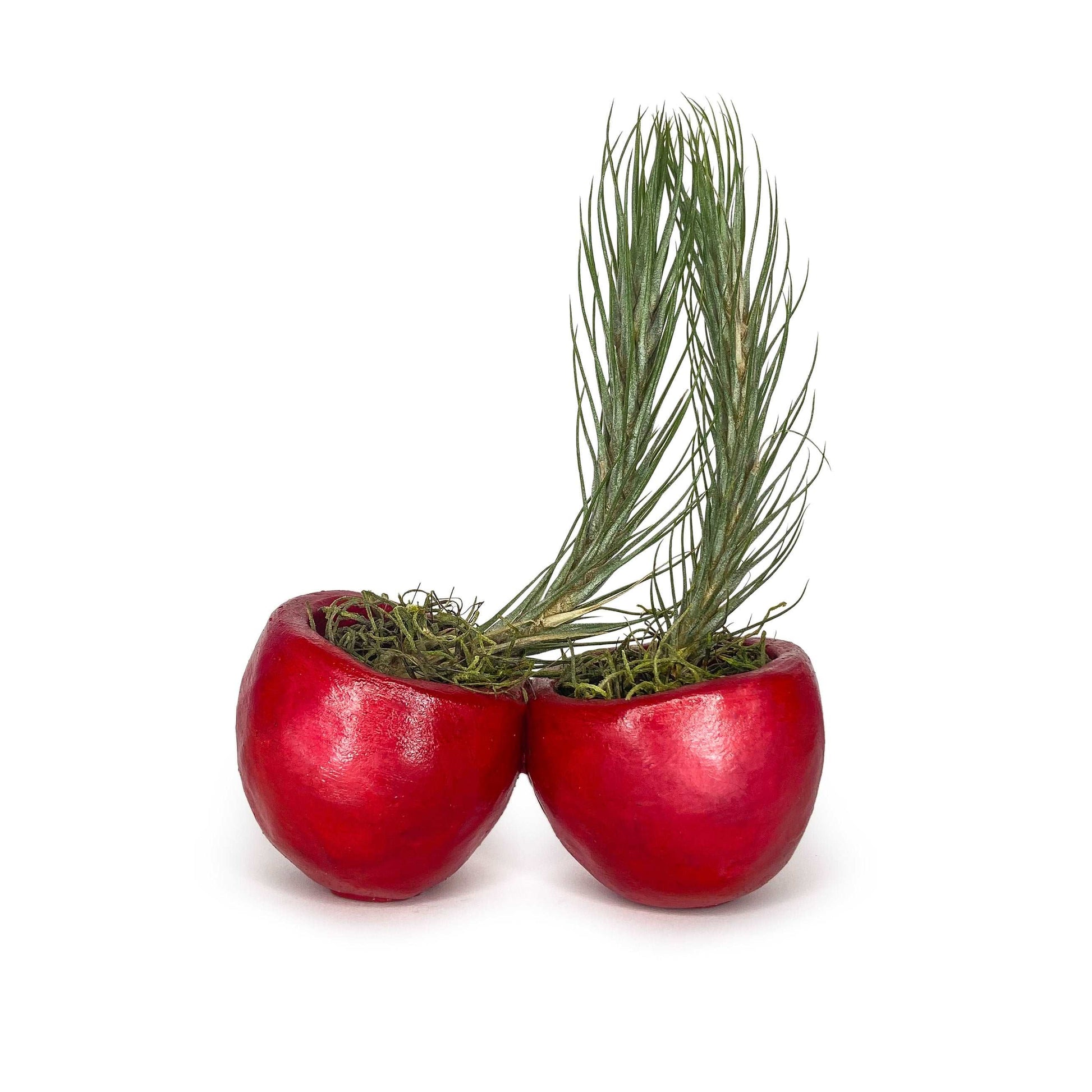 Lil' Cherry Pot